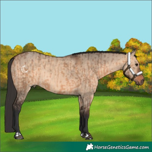 Horse Color:Bay Dun  and Brown Dun 
