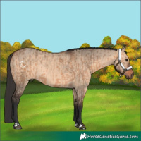 Horse Color:Bay Dun  and Brown Dun 