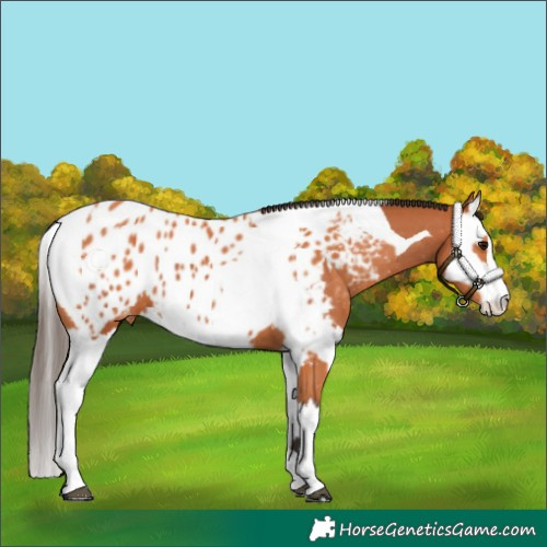 Horse Color:Bay Splash Tobiano Appaloosa  and Bay Splash Tobiano Appaloosa 