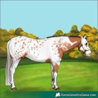 Horse Color:Bay Splash Tobiano Appaloosa and Bay Splash Tobiano Appaloosa