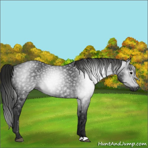 Horse Color:Gray Black