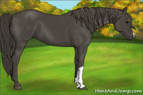 Horse Color:Smoky Black 