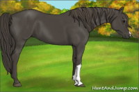 Horse Color:Smoky Black