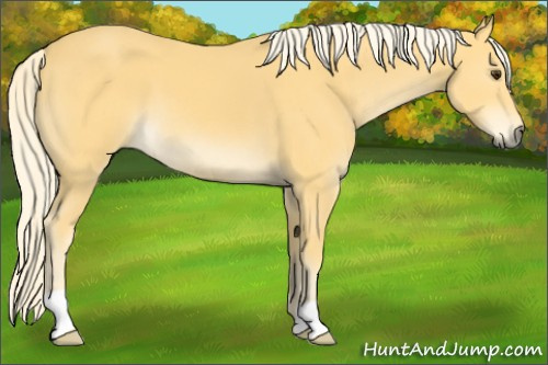 Horse Color:Palomino 