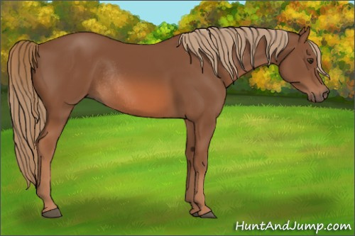 Horse Color:Chestnut Rabicano 