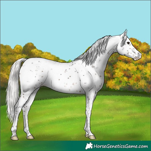 Horse Color:Silver Brown Sabino 