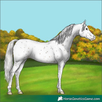 Horse Color:Silver Brown Sabino 