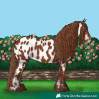 Horse Color:Chestnut Near Leopard