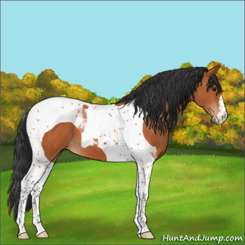Horse Color:Bay Tobiano 