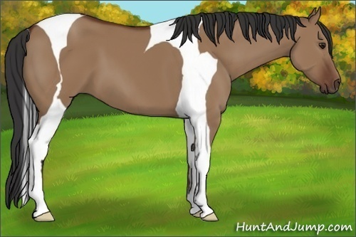 Horse Color:Bay Dun Tobiano 