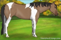 Horse Color:Bay Dun Tobiano