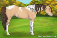 Horse Color:Amber Champagne Tobiano 