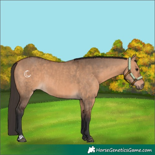 Horse Color:Bay Dun  and Bay Dun 