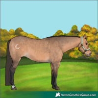 Horse Color:Bay Dun and Bay Dun
