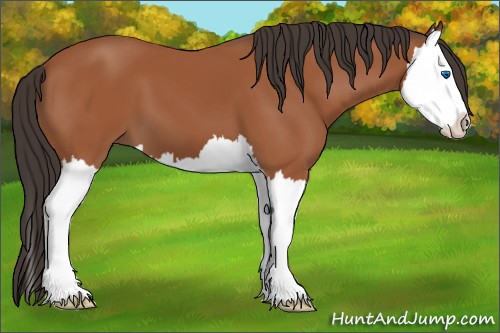 Horse Color:Bay Splash 