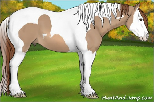 Horse Color:Red Dun Splash Tobiano 