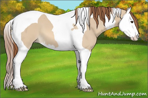 Horse Color:Red Dun Splash Tobiano