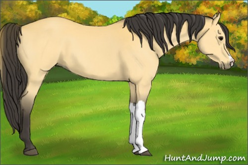 Horse Color:Buckskin 