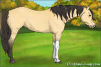 Horse Color:Buckskin 
