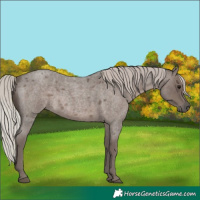 Horse Color:Silver Blue Roan 