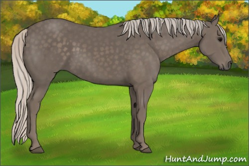 Horse Color:Silver Black