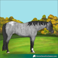 Horse Color:Blue Roan Appaloosa 