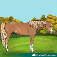 Horse Color:Chestnut 