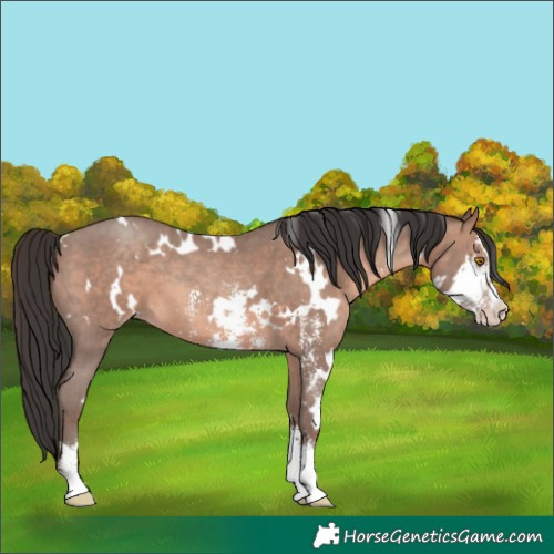 Horse Color:White Spotted Sable Champagne Sabino 