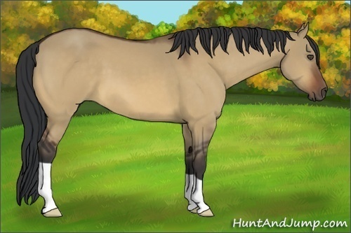 Horse Color:Bay Dun 