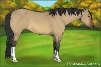 Horse Color:Bay Dun