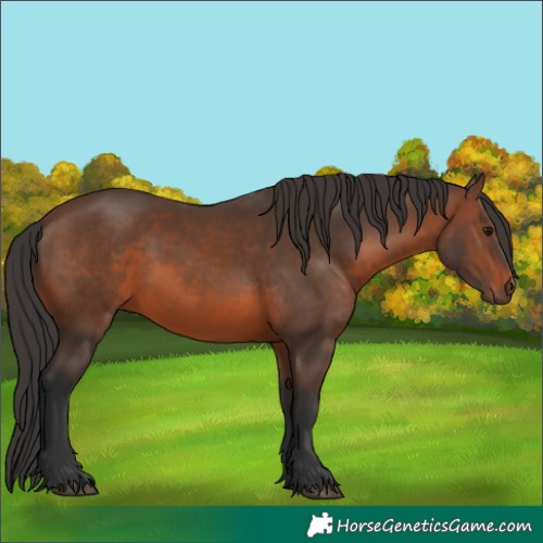 Horse Color:Brown 