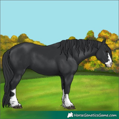 Horse Color:Black 
