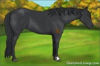 Horse Color:Black 