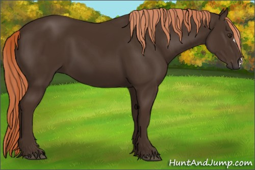 Horse Color:Liver Chestnut 