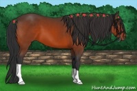 Horse Color:Bay 