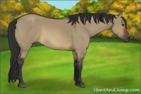 Horse Color:Brown Dun 