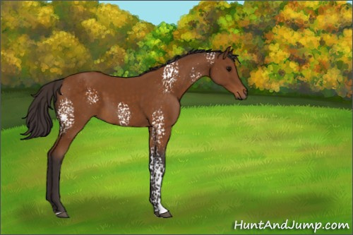Horse Color:White Spotted Buckskin 