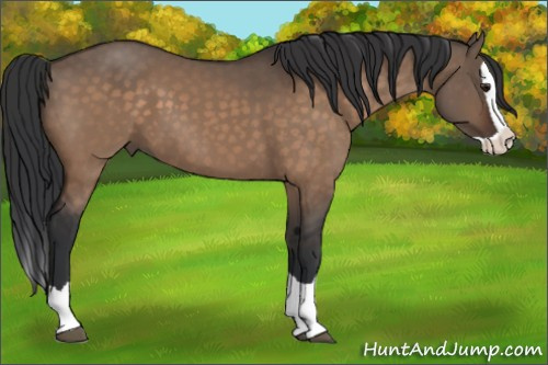 Horse Color:Brown Dun Splash 