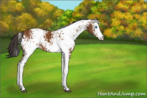 Horse Color:White Spotted Buckskin Splash 