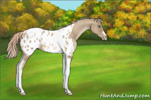 Horse Color:Chocolate Palomino Pearl Tobiano Frame Appaloosa 