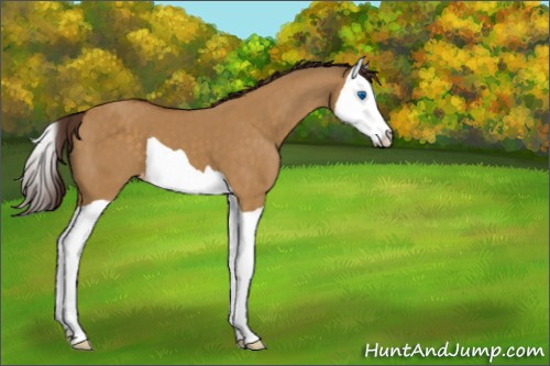 Horse Color:Buckskin Dun Splash Appaloosa 