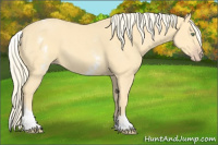 Horse Color:White Spotted Gold Cream Champagne 