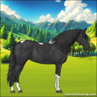 Horse Color:Black Tobiano Rabicano 