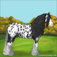 Horse Color:Black Splash Appaloosa 