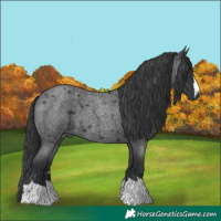 Horse Color:Blue Roan
