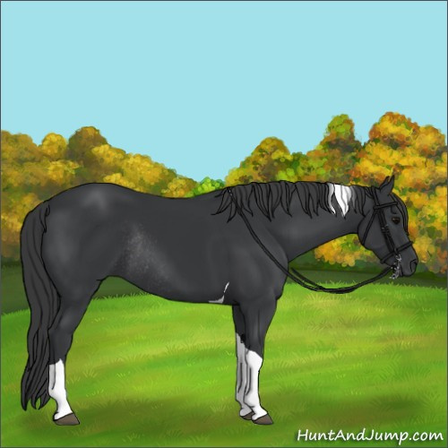 Horse Color:Black Tobiano Rabicano 