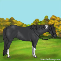 Horse Color:Black Tobiano Rabicano 