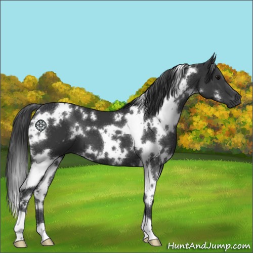 Horse Color:White Spotted Black 