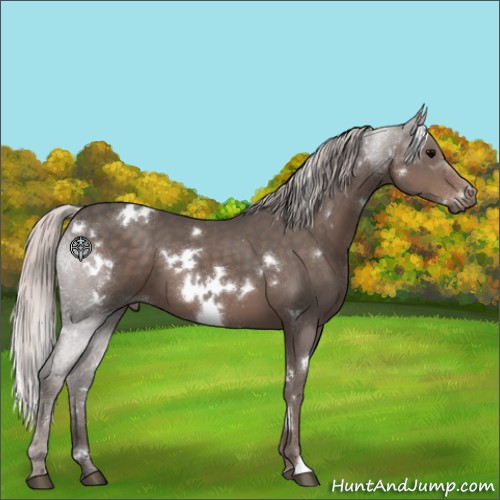 Horse Color:White Spotted Silver Black 