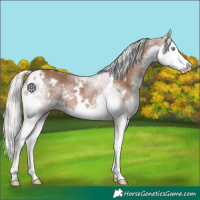 Horse Color:White Spotted Silver Black Splash